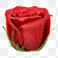 Red rose png, flower collage element, transparent background