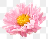 PNG pink chrysanthemum, flower sticker, transparent background