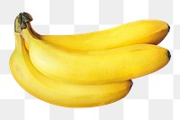 Banana stalk png clipart, yellow fruit on transparent background