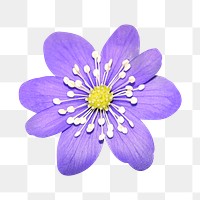 PNG purple hepatica flower clipart, transparent background