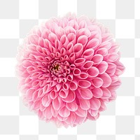 Pink dahlia png, flower clipart, transparent background