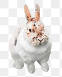 Cute bunny png clipart, pet, transparent background