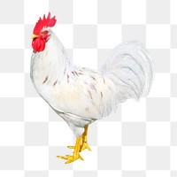 Chicken  png clipart, farm animal, transparent background