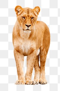 Lioness png, animal, transparent background