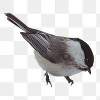 Willow Tit bird transparent png