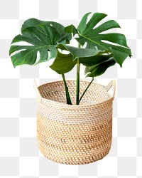 M แทรก/แก้ไข ลิงค์Keyboard shortcut Command+Lonstera plant in a wicker pot mockup