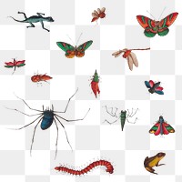 Chinese butterfly, insect and reptile illustrations transparent png
