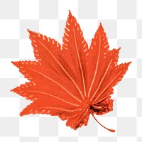 Hand drawn maple leaf design element