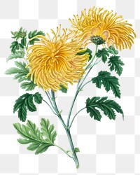 Hand drawn blooming yellow chrysanthemum design element