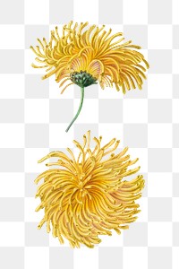 Hand drawn blooming yellow chrysanthemum design element