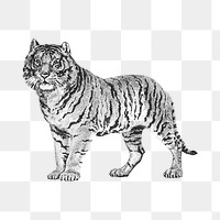Vintage monochrome standing tiger design element 