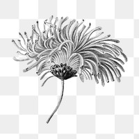 Vintage monochrome blooming chrysanthemum design element