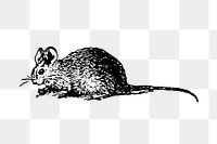 PNG Vintage European style mouse engraving, transparent background