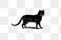 PNG Vintage European style cat engraving, transparent background