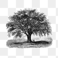 PNG Vintage European style tree engraving, transparent background