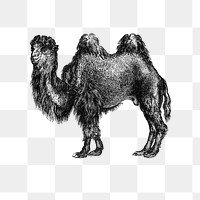 PNG Vintage European style camel engraving, transparent background