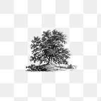 PNG Vintage European style tree illustration engraving, transparent background