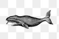 PNG Drawing of whale, transparent background