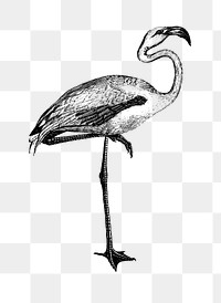 PNG Drawing of flamingo, transparent background