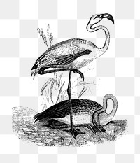 PNG Drawing of flamingo, transparent background