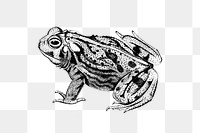 PNG Drawing of great plains toad, transparent background