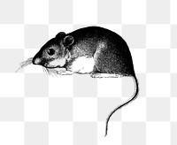 PNG Drawing of mouse, transparent background