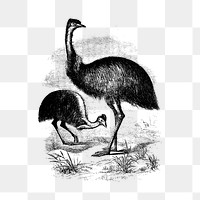 PNG Drawing of Cassowary, transparent background
