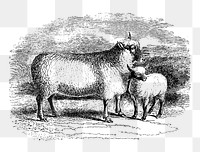PNG Drawing of sheep, transparent background