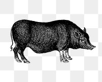 PNG Drawing of pig, transparent background
