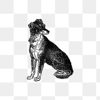 PNG Drawing of Scottish Deerhound, transparent background