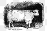 PNG Drawing of shorthorn bull, transparent background