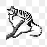 PNG Drawing of numbat, transparent background