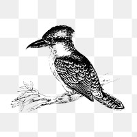 PNG Drawing of jackass bird, transparent background