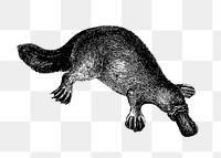 PNG Drawing of duck-billed platypus, transparent background