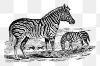 PNG Drawing of zebra, transparent background