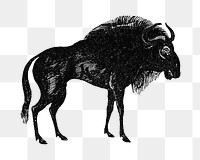 PNG Drawing of wildebeest, transparent background