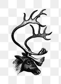 PNG Drawing of deer, transparent background