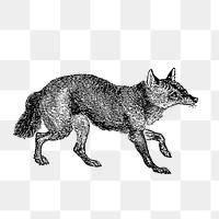 PNG Drawing of a jackal, transparent background