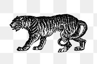 PNG Drawing of a tiger, transparent background
