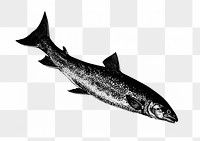 PNG Drawing of a fish, transparent background