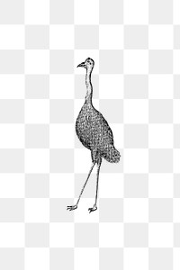 PNG Drawing of an emu, transparent background