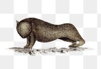 PNG Drawing of a womba, transparent background
