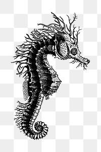 PNG Drawing of a seahorse, transparent background
