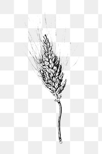 PNG Drawing of a heshbon wheat, transparent background