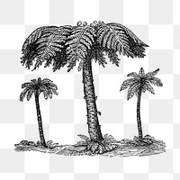 PNG Drawing of  fern trees, transparent background