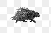 PNG Drawing of a wild porcupine, transparent background