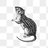 PNG Drawing of a rodent, transparent background