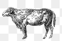 PNG Drawing of a ram, transparent background