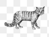 PNG Drawing of a cat, transparent background