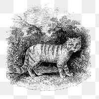 PNG Drawing of a cat, transparent background